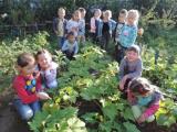Дети  в огороде детского сада
