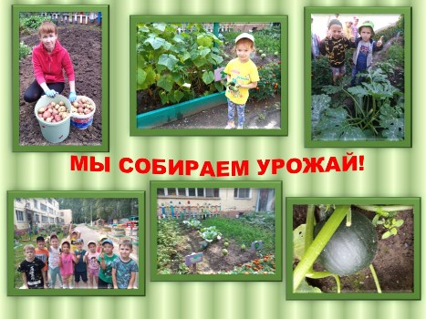 http://edu.mari.ru/mouo-yoshkarola/dou65/DocLib3/Новостное%20фото/14.04.2020/Мы%20собираем%20урожай!.jpg